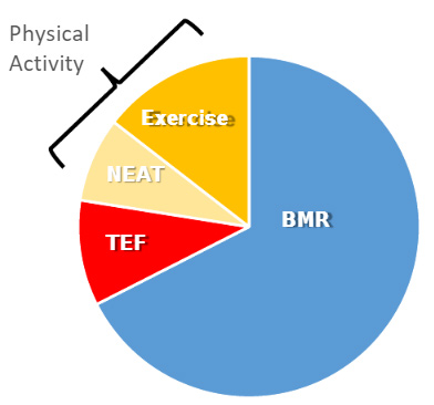 How to Calculate Your Calorie Intake (BMR and TDEE)